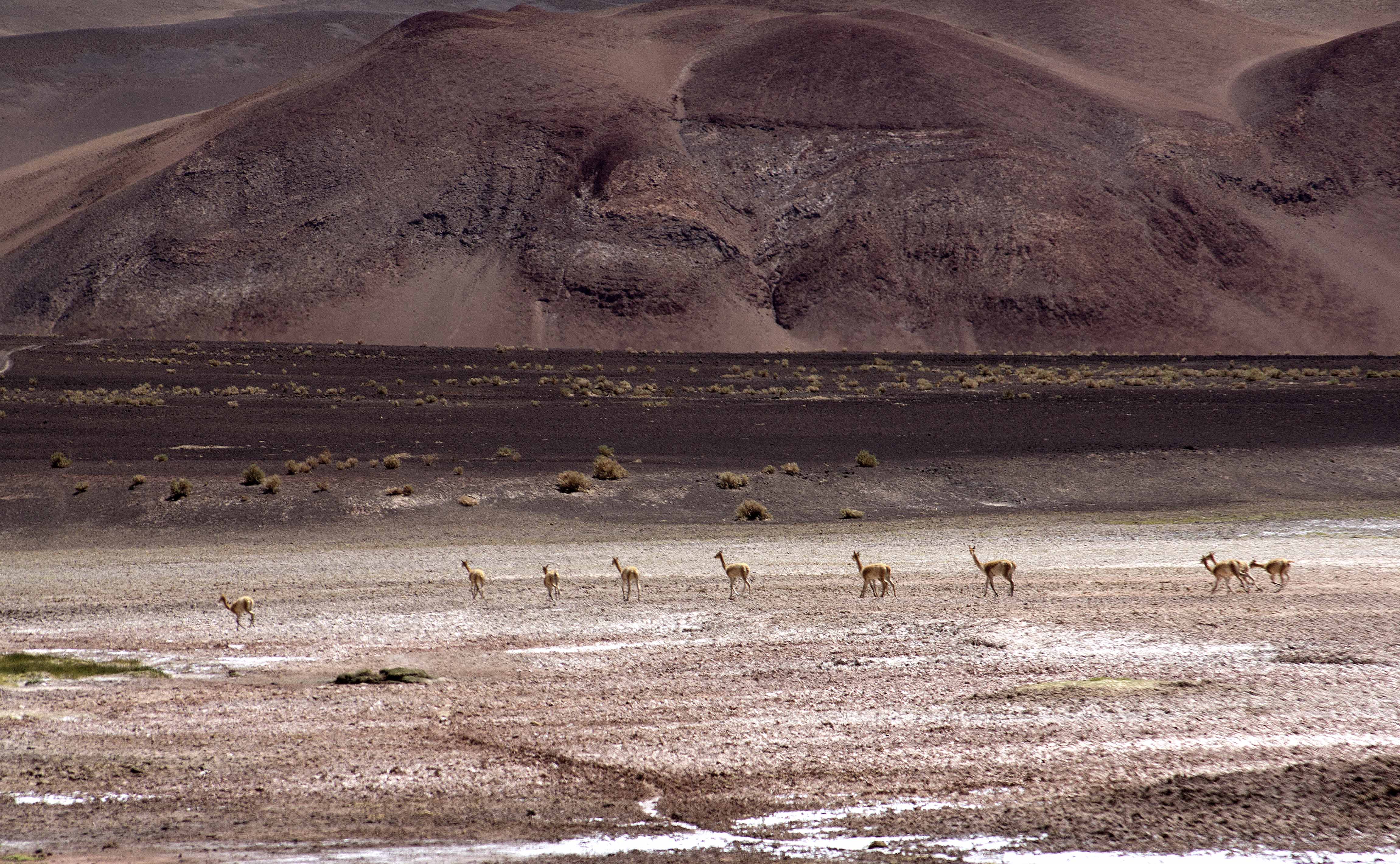 vicuñas pastando, Puna Argentina
